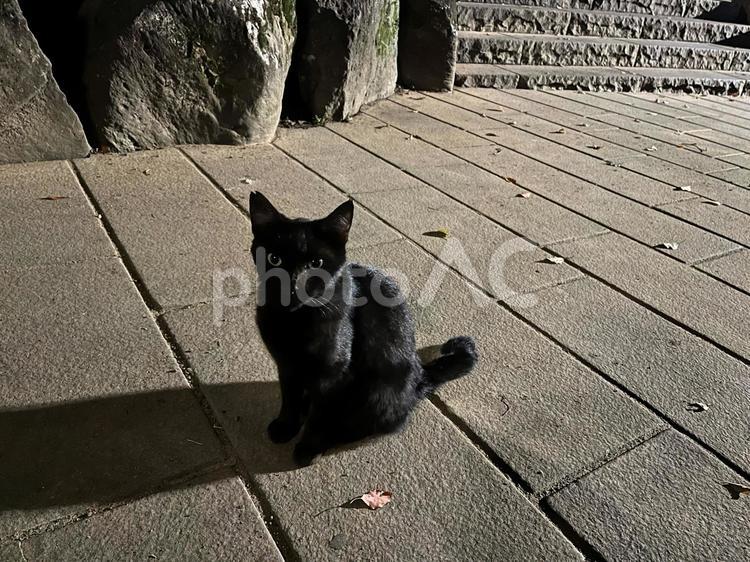夜の公園の黒猫さん ねこ,ネコ,のらねこの写真素材