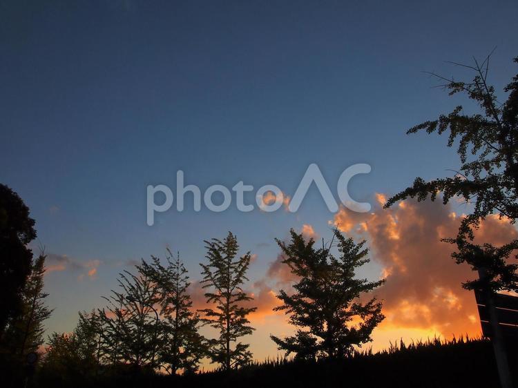 夕暮れ時の空 葉,枝,葉っぱの写真素材