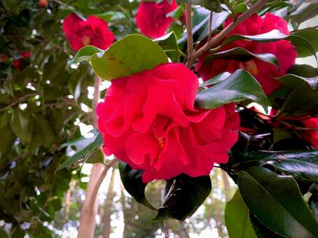 きれいな八重椿 きれいな八重椿の写真