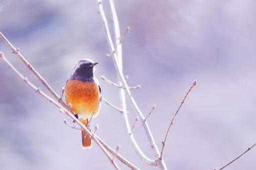 枝にとまるジョウビタキのオス 枝にとまるジョウビタキのオス 野鳥,ジョウビタキ,鳥の写真素材