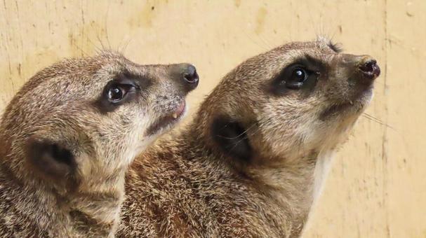 日本平動物園のミーアキャット 日本平動物園のミーアキャット ミーアキャット,動物園,マングース科の写真素材