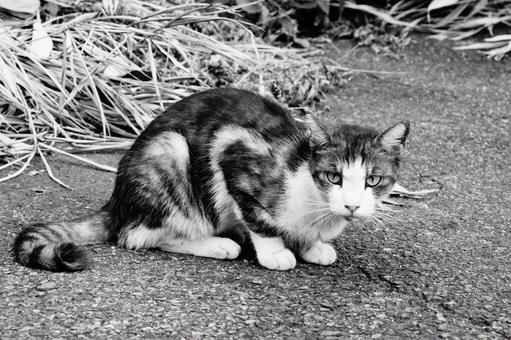 ノラ猫 ノラ猫の写真