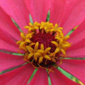Zinnia elegans, JPG