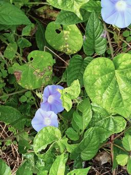 朝顔8 朝顔8 グリーン,ナチュラル,癒しの写真素材