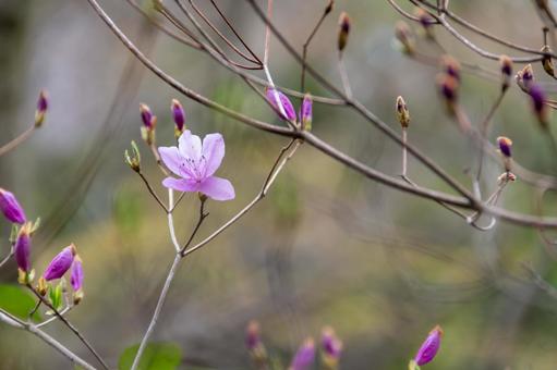 華麗なツツジの花 華麗なツツジの花の写真