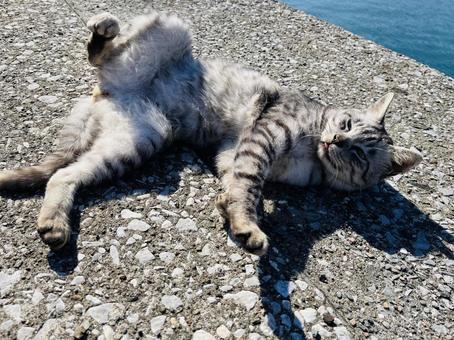 セクシーショットの猫ちゃん 野良猫,ノラネコ,ねこの写真素材