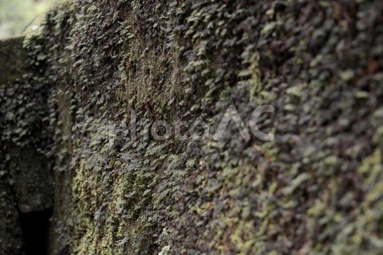 壁に張り付いた植物 壁,植物,コケの写真素材