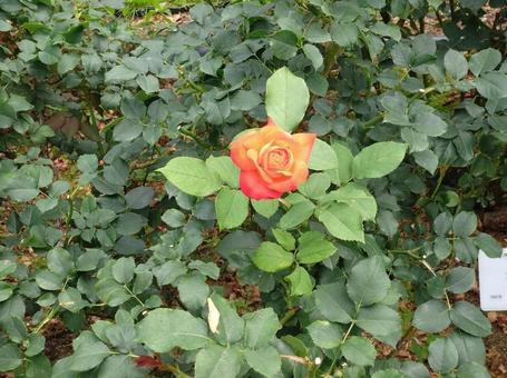 バラ 花,植物,ガーデニングの写真素材