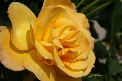 バラ・薔薇 クローズアップ バラ・薔薇 クローズアップの写真