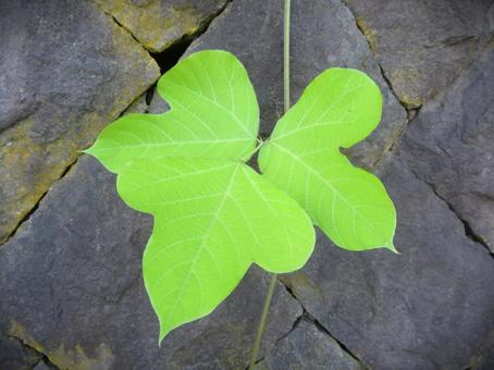 クズ(葛)の葉 クズ(葛)の葉 くず,クズ,葛の写真素材