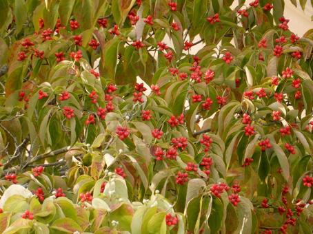 【花の写真】ハナミズキの実 【花の写真】ハナミズキの実 ハナミズキ,花水木,植物の写真素材