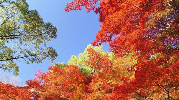 紅葉-1339 紅葉,モミジ,赤の写真素材
