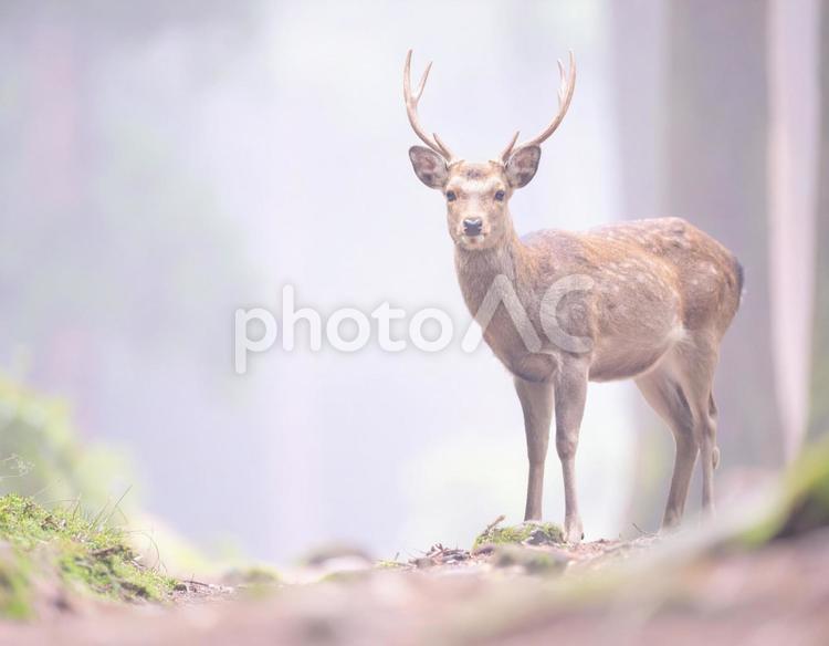 森の中で出会った鹿 鹿,シカ,ニホンジカの写真素材