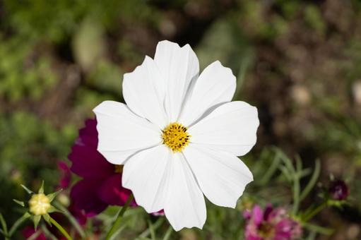 コスモス コスモス,白色,花の写真素材