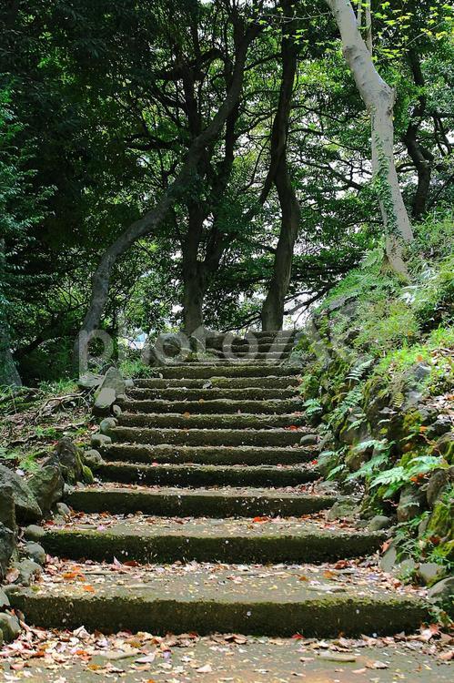 その先の階段 草,風景,自然の写真素材