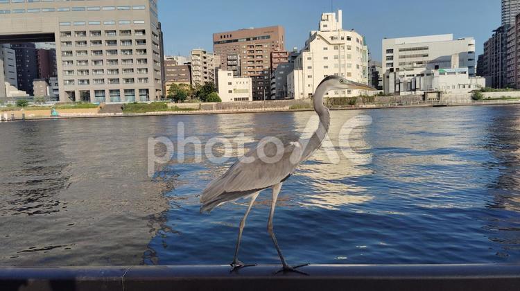 アオサギと隅田川3 アオサギ,青鷺,スカイツリーの写真素材