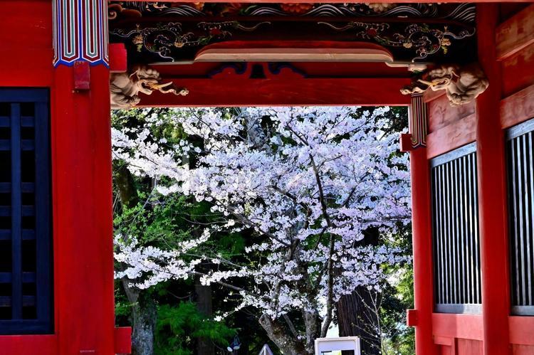 雨引観音の桜 桜,雨引観音,さくらの写真素材
