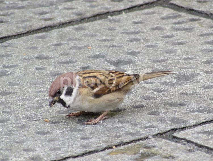 餌をついばむスズメ すずめ,スズメ,雀の写真素材