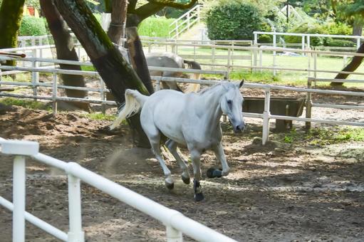 馬場を気持ち良さそうに走る白馬 馬場を気持ち良さそうに走る白馬の写真