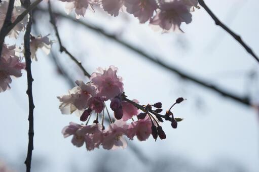 桜 桜の写真