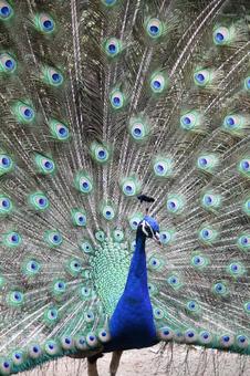 クジャク クジャクの写真