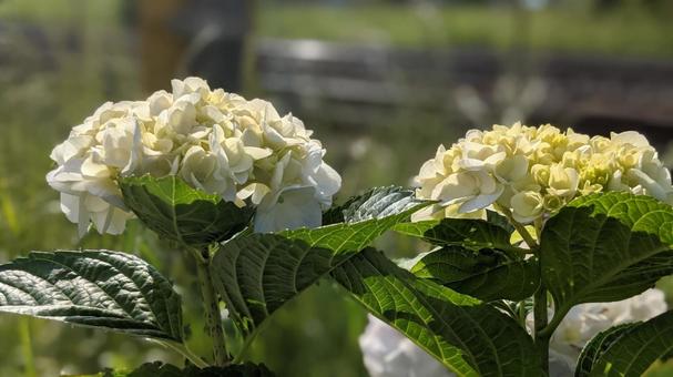 梅雨のイメージ 白い紫陽花 梅雨のイメージ 白い紫陽花の写真