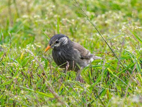 地面を歩くムクドリ 地面を歩くムクドリ ムクドリ,椋鳥,野鳥の写真素材