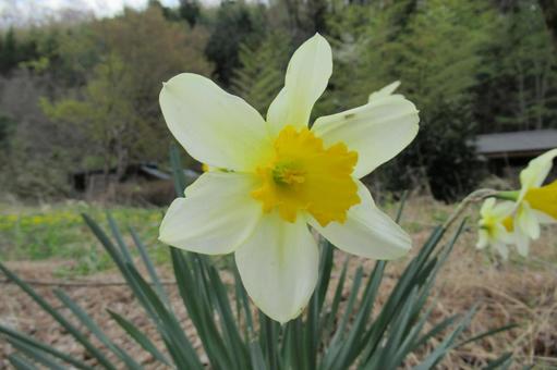 Daffodil flowers blooming in a rural flowerbed, JPG