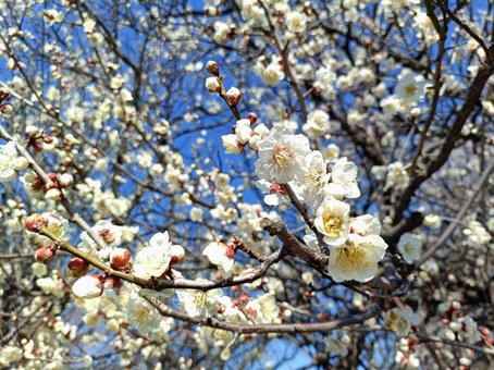 青空と梅の写真