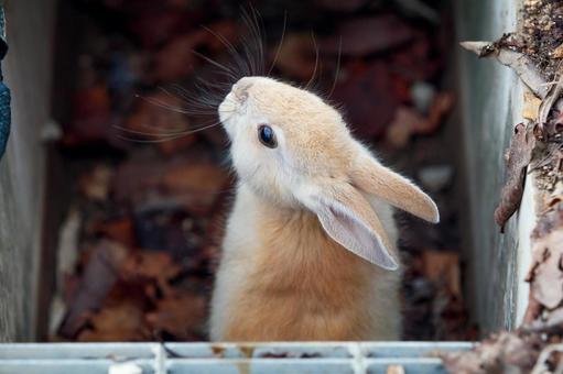 The Rabbits of Okunoshima, JPG