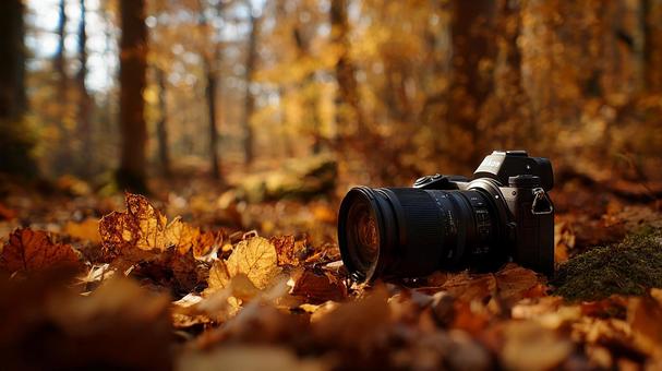 自然豊かな秋の森林散策 自然豊かな秋の森林散策の写真