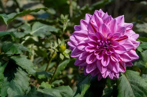 カラフルダリア ダリア,花,マクロの写真素材
