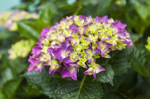 初立池のアジサイ20 初立池のアジサイ20 アジサイ,花,フラワーの写真素材