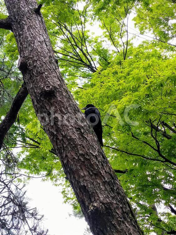 松の木の幹につかまり羽を休める黒色のカラス カラス,烏,黒色の写真素材