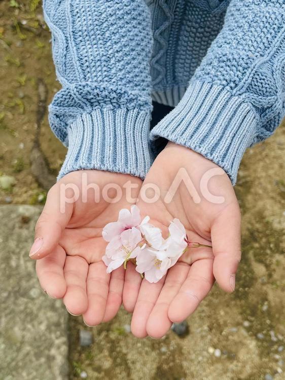 子供の手と桜 子供の手,桜,サクラの写真素材