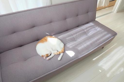 ソファと猫_08 ソファと猫_08 猫画像,ねこ写真,ソファの写真素材
