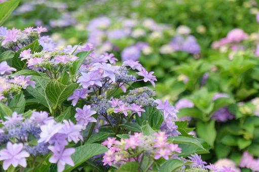 紫陽花 紫陽花の写真