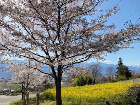 桜と菜の花 桜と菜の花 桜並木,お花見,田舎の写真素材