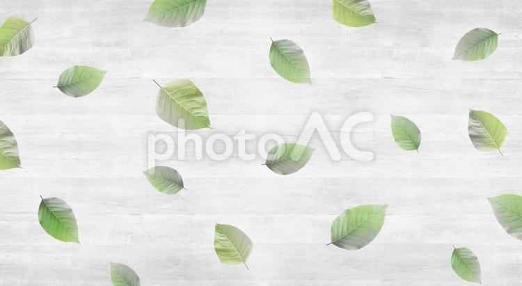 新緑の葉と白い木目の背景素材 新緑,葉,木目の写真素材