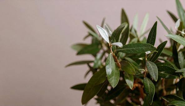 オリーブの鉢植えの写真