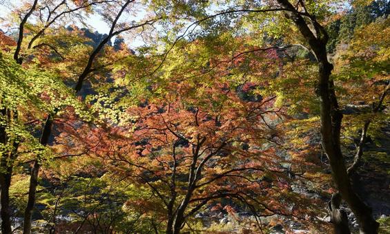 紅葉4 紅葉4の写真
