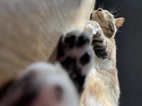 日向ぼっこ 日向ぼっこの写真