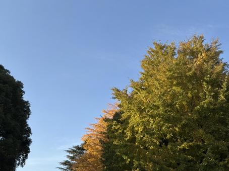 紅葉 紅葉,秋,葉っぱの写真素材