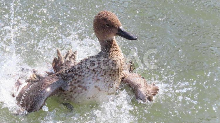 オナガガモ　水面での羽ばたき オナガガモ,メス,カモの写真素材
