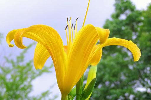 黄色いノカンゾウ 黄色いノカンゾウ ユリ,花,黄色の写真素材