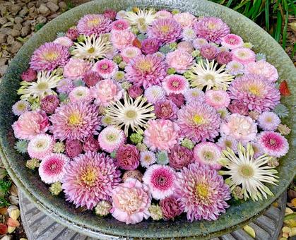 色鮮やかな花手水31 花手水,はなちょうず,手水舎の写真素材