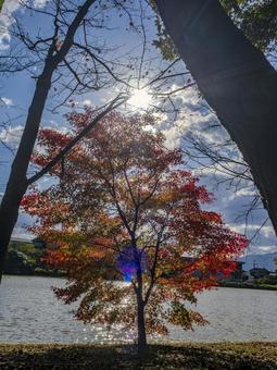 湖畔に映える紅葉の輝き 湖畔に映える紅葉の輝きの写真