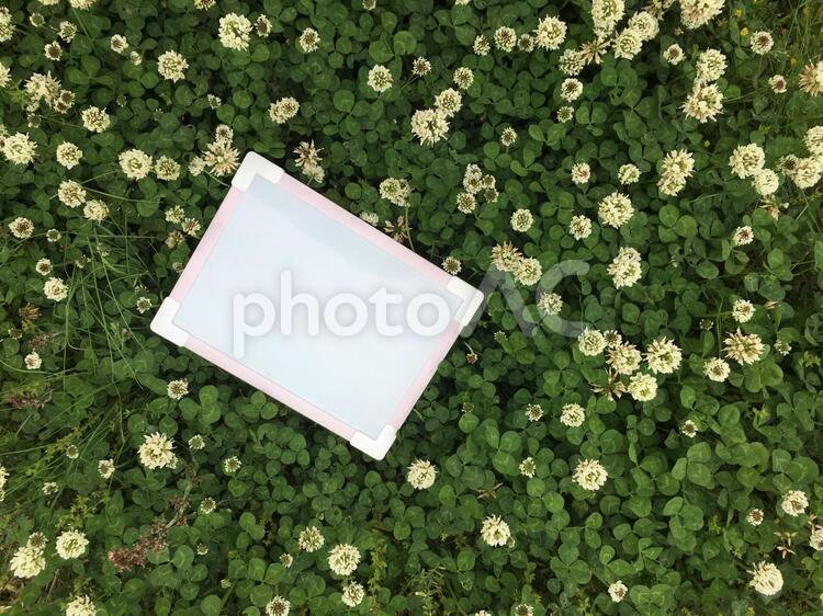 シロツメクサとホワイトボードb バックグランド,花,葉の写真素材