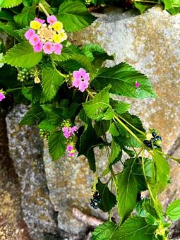ランタナ ランタナ,クマツヅラ科,花の写真素材
