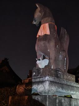 狐の遣い？ 猫,狐,伏見稲荷の写真素材